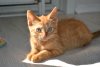 relaxed-red-tabby-kitten.jpg