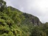 Rain_Forest_Cliff_by_TheJadePhoenix.jpg