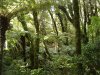 Rain_forest_NZ.JPG