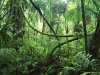 rainforest1.jpg