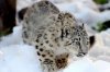 Snow Leopard.jpg