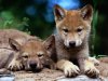 wolf-pups-3.jpeg