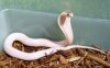 Albino_King_Cobra.jpg