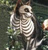 skeletonkitten.jpg