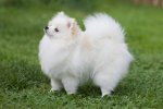 Pomeranian-GettyImages-1014940472-a6ba0030958a4bbba0eee3e982ee9bc6.jpg