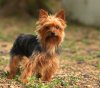 Yorkshire_Terrier.jpg