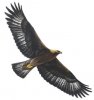 golden-eagle_flying.jpg