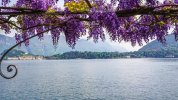 Wall Mural - Bellagio Framed By Wisteria On Lake Como, Italy, City and Skyline Themed Premium ...jpg