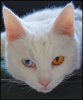 albino-cat-cute-ears-eyes-heterochromia-Favim.com-78884.jpeg