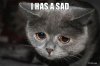 Crying-Cat-Meme-13.jpg