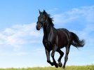 black-horse.jpg