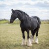 Shire-Horse-size.jpg