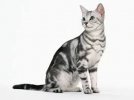 American-Shorthair.jpg