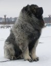 CaucasianShepherdDogVasteliRussiaPurebredDog2YearsOld4.jpg