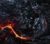 Salamander-wallpaper-10623241.jpg