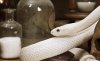 white-snake-in-house.jpg