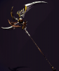 Braid_Tassel_Battle_Scythe_(View_2).png