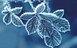 leaf-frozen-high-resolution-pictures-gray-leaf-with-snowflakes-wallpaper-preview.jpg