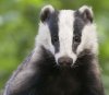 Badger- Photo#01.jpg