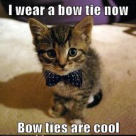 Bowtie Kitty