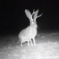 Lunar Hare