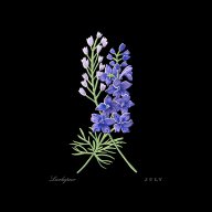 Larkspur-feathers13