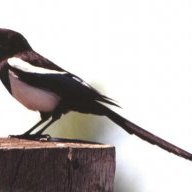 AviophobicMagpie