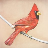 Young Cardinal