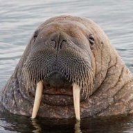 Viking_Walrus