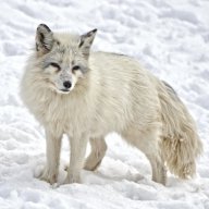 FrostedFox