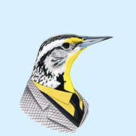 meadowlark