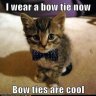 Bowtie Kitty