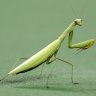 Mantis