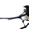 FlyMagpie