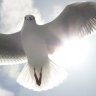 Seagull