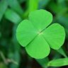 FourLeafClover