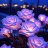 purple rose garden