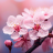 Sakura_blossom