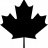 A Dark Maple Leaf