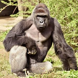 Harambe a true G.O.A.T of society. R.I.P