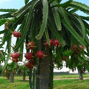 Ancient Dragon Tree