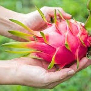 Ancient Dragon Fruit