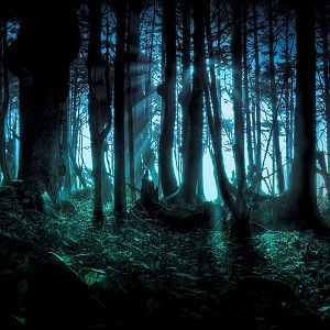 Dark-forest-wallpaper