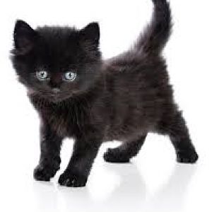 National black cat day on august 27th