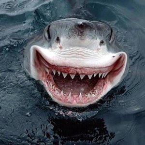 happy-shark-scary-fish_1800x.jpg