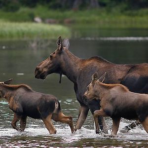 Family Crossing