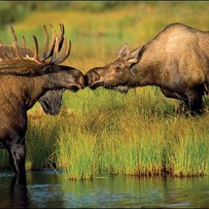 True Moose Love