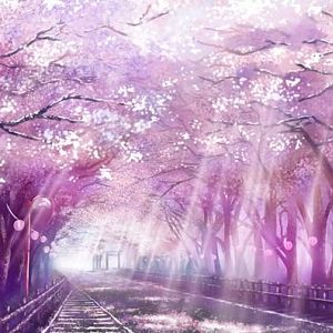 Sakura Forest