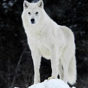 Arctic_wolf