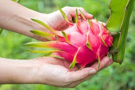 Ancient Dragon Fruit